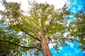 Best Tree Maintenance Programs  in Galena Park, TX