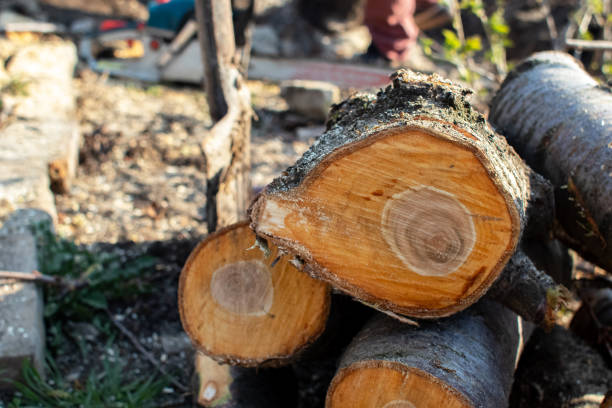 Best Storm Damage Tree Cleanup  in Galena Park, TX