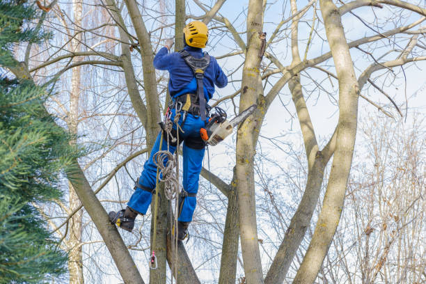 Best Tree and Shrub Care  in Galena Park, TX