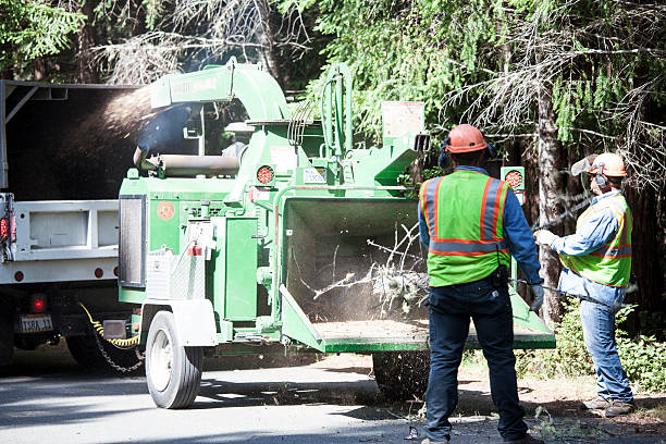 Best Seasonal Cleanup (Spring/Fall)  in Galena Park, TX